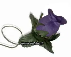 Viola